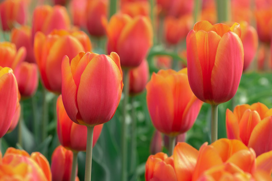 В Никитском Ботаническом Саду начинается ежегодный парад тюльпанов 