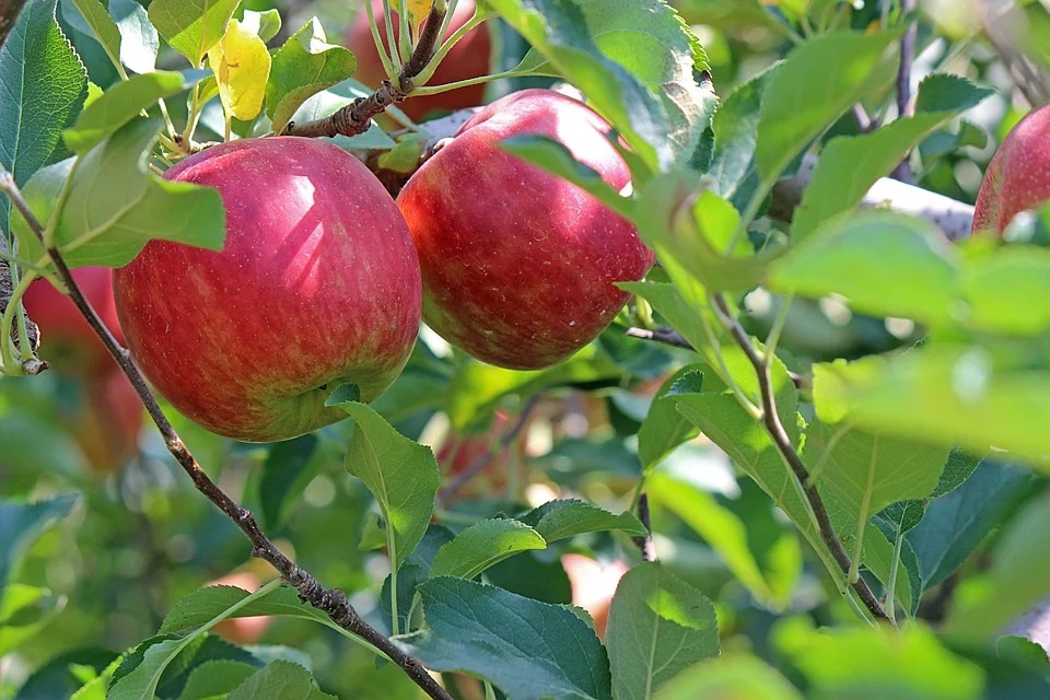 В Крыму начался сезон яблок